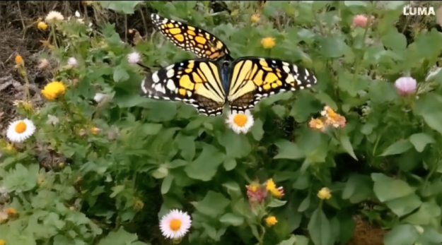 aspect_multimedia_luma_labs_ai001 Aspect Multimedia - Luma Labs AI